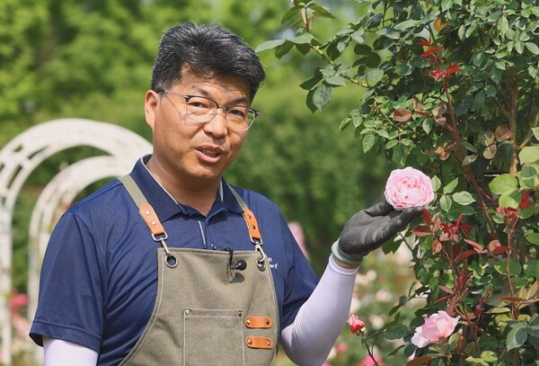 장미 품종 개발을 담당하는 에버랜드 하호수 프로가 핑크 페이스트리를 소개하고 있다. 사진=에버랜드