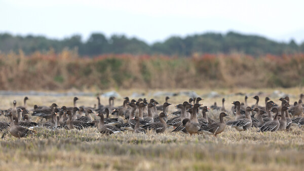 서산시 천수만 간척지 볏짚 존치 논에서 휴식 중인 철새 모습(기러기) / 사진=서산시