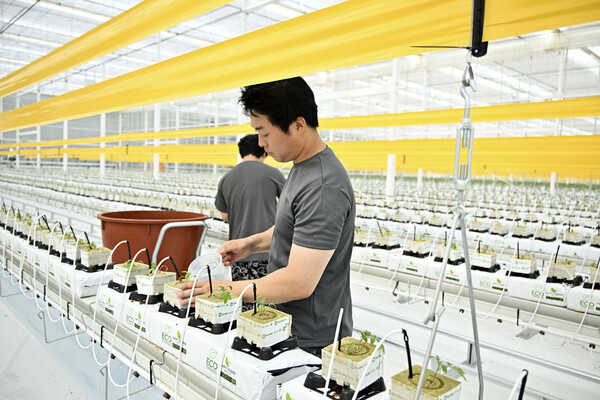 청년농업인 스마트팜 토마토 식재 / 사진=장수군