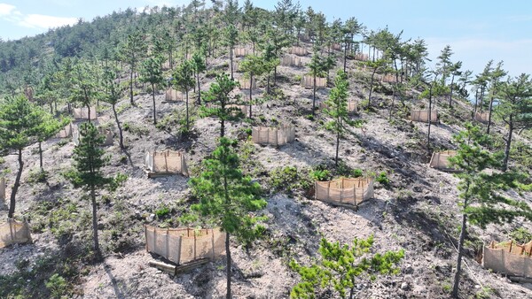 완도군, 기후변화 대응 ‘섬 숲 경관 복원 사업’ 완료(사진은 신지면 일원 산림 전경) / 사진=완도군