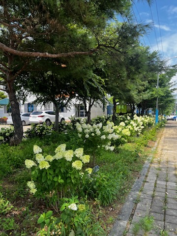 진안군 백운면 행정복지센터 앞 활짝 핀 수국 / 사진 = 진안군