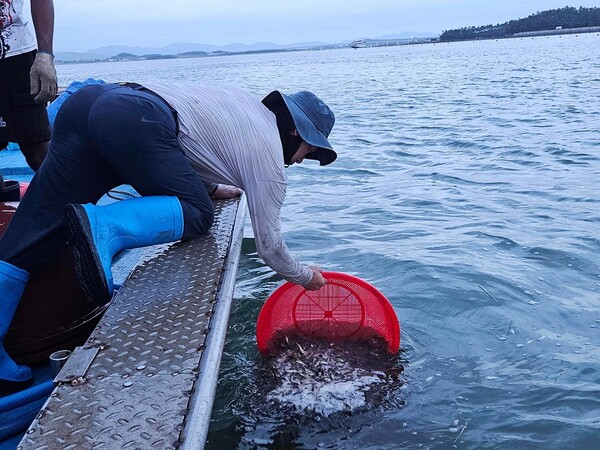 지난 5일, 압해읍 해역에서 조피볼락 14만 마리를 긴급 방류했다. / 사진 = 신안군
