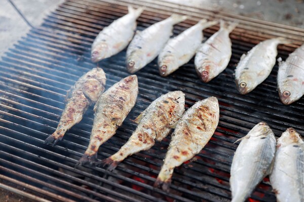 보성전어축제에서 잡고! 굽고! 맛보고! (2024년 보성전어축제) / 사진 = 보성군