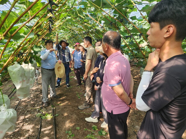 진도군농업기술센터, 감귤류와 포도 농가 대상 맞춤형 현장 전문 컨설팅 / 사진=진도군