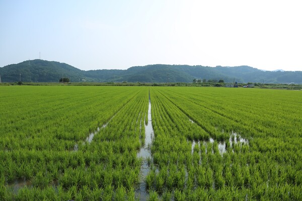 나주시가 벼 출수기를 앞두고 병해충 중점방제 기간을 설정하고 농가에 철저한 방제를 당부했다. / 사진 = 나주시