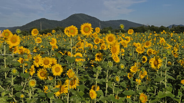 광양읍 2호 해바라기 정원, 8월 13일부터 24일까지 개장 / 사진 = 광양시