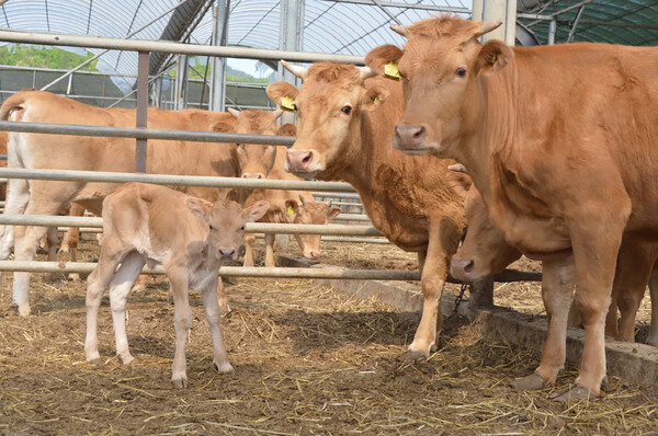 소 브루셀라·결핵 예방 채혈 지원 / 사진 = 순창군