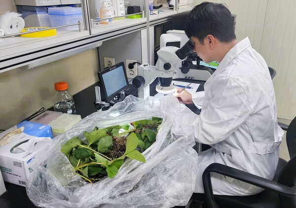 장성군이 9월 20일까지 딸기 꽃눈 분화 검사를 지원한다 / 사진=장성군