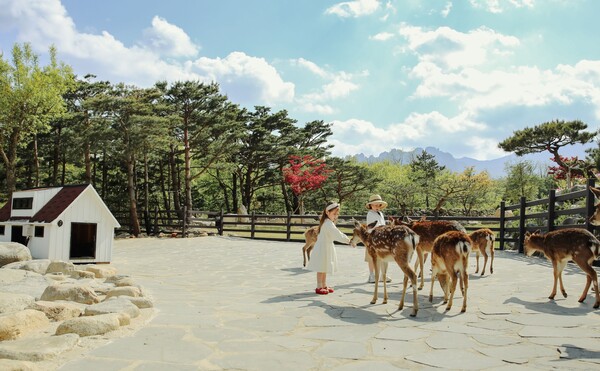 켄싱턴리조트 설악밸리 _ 사슴 먹이주기 체험 / 사진=이랜드