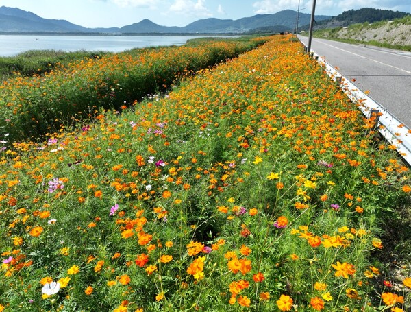 진도군 나리방조제, 만개한 꽃 물결…가을 정취 물씬 / 사진=진도군
