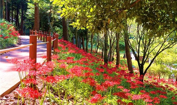 진도군, ‘운림산림욕장 꽃무릇’ 개화 / 사진=진도군