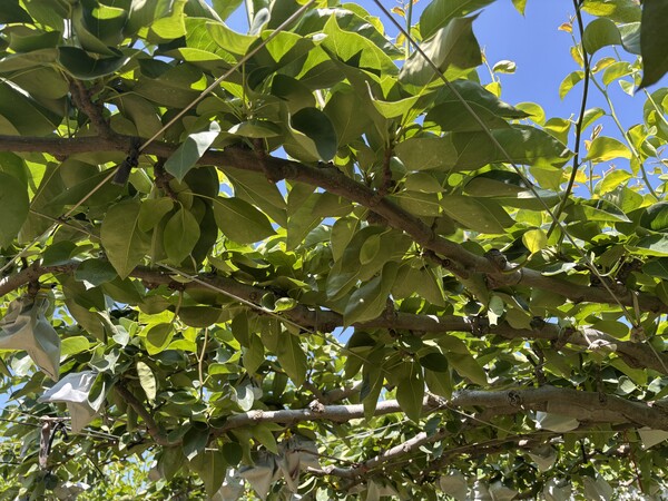 이상저온피해-배 수확량 감소 / 사진=전라남도