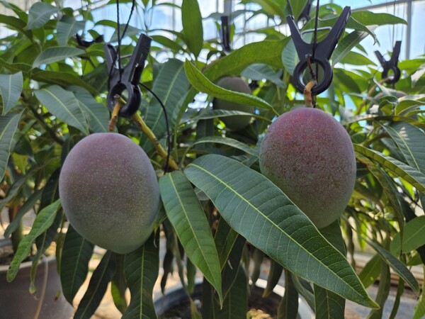 애플망고 착과 / 사진 = 무안군