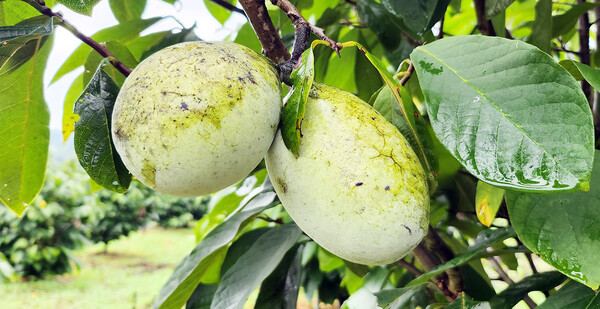 진도군, 친환경 특산품 포포 열매 본격 출하 / 사진 = 진도군