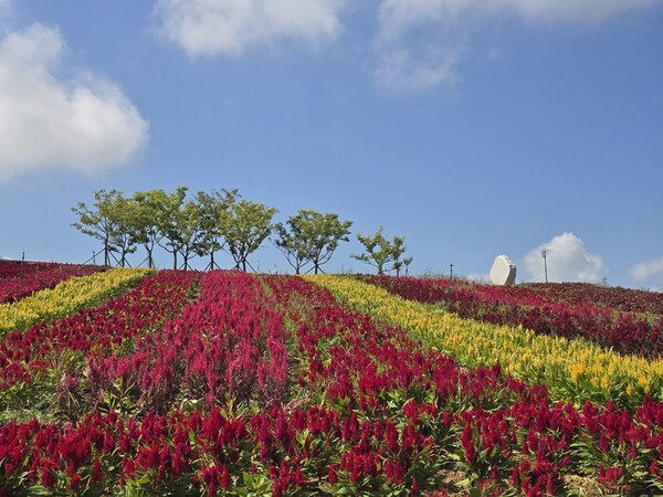 맨드라미정원 전경 / 사진 = 신안군