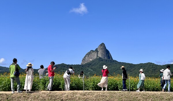 2025 진안고원 마이산 가을꽃 축제 6천명 방문으로 성료 / 사진=진안군
