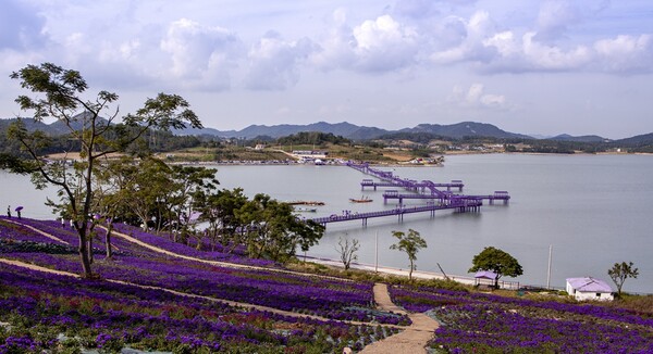 아스타 꽃단지 / 사진 = 신안군