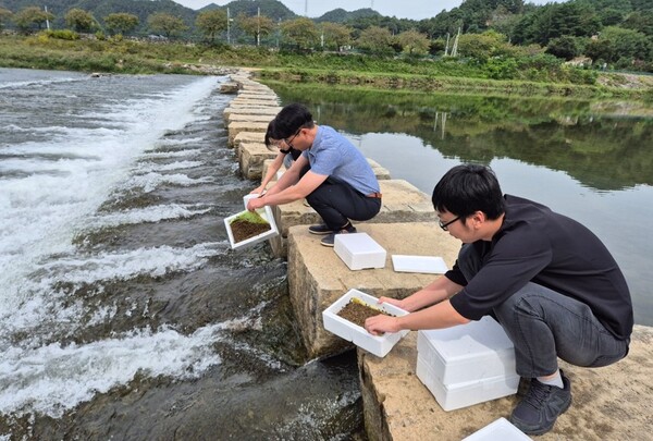 전북자치도, 다슬기 치패 80만 마리 방류 / 사진 = 전북특별자치도