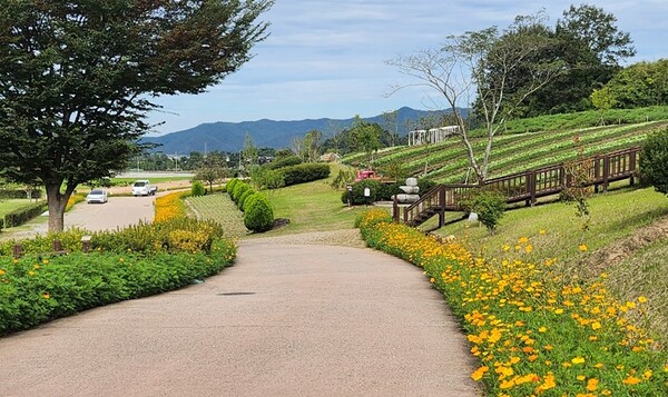 고인돌유적지 내 황화 코스모스 / 사진 = 화순군