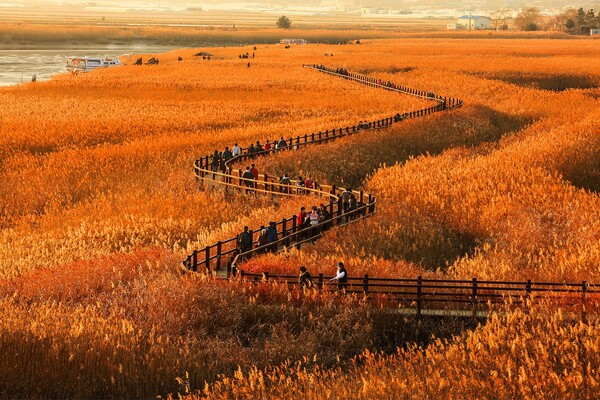 순천만습지 / 사진 = 순천시