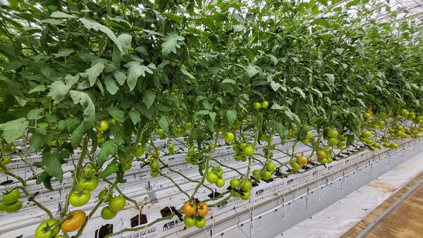 임대형 스마트팜 토마토 출하 / 사진 = 장수군