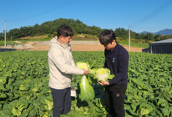 대아청과 관계자들이 지난 29일 전남 해남 배추 산지를 방문해 김장철 배추 작황을 점검하고 있다. / 사진=호반그룹