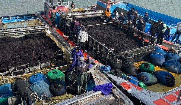 진도군, 곱창김 전국 첫 위판 시작 / 사진 = 진도군