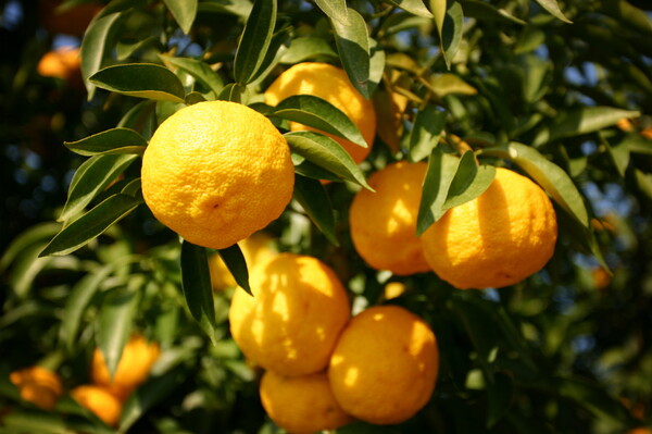1. 고흥군, 고흥에서 생산된 유자와 관자로 세계 정상 입맛 사로잡아 / 사진 = 고흥군