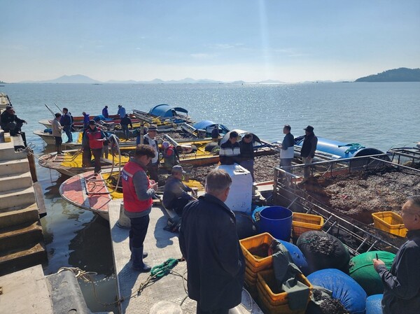 물김 경매 입찰 현장 / 사진=신안군