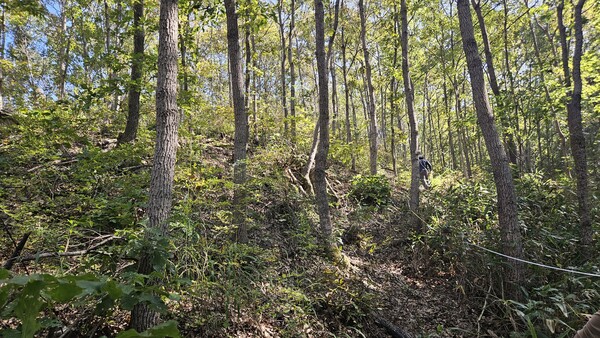진안군, 2025년 숲가꾸기 완료 / 사진=진안군
