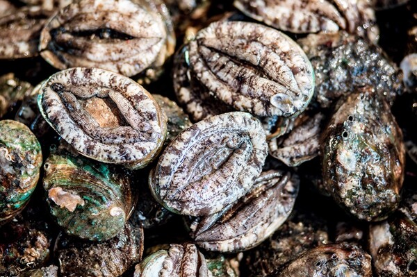 진도군전복협회, ‘학교급식 진도전복 먹는 날’ 운동 전개 / 사진 = 진도군전복협회