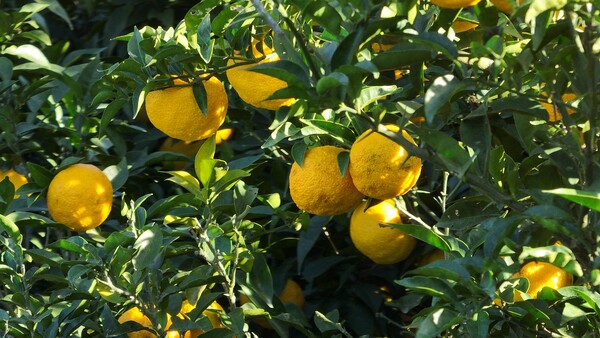 완도 유자 / 사진=완도군