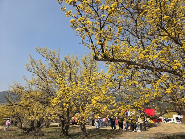 구례산수유꽃축제 14일 개막